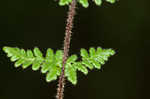 Hairy lipfern